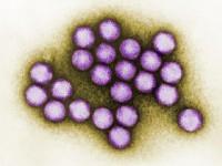 Adenovirusy Adenowirusy to wirusy, których genom jest zbudowany z dwuniciowego DNA. Należą do rodzaju Mastadenovira. Wykazują one dużą odporność na działanie czynników środowiskowych.