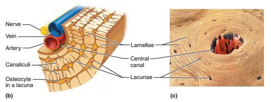 Osteon nerw żyła tętnica kanaliki
