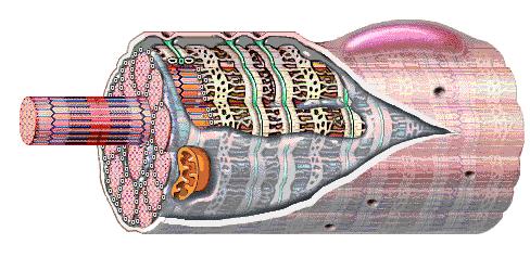 Komórka mięśniowa = włókno mięśniowe siateczka sarkoplazmatyczna