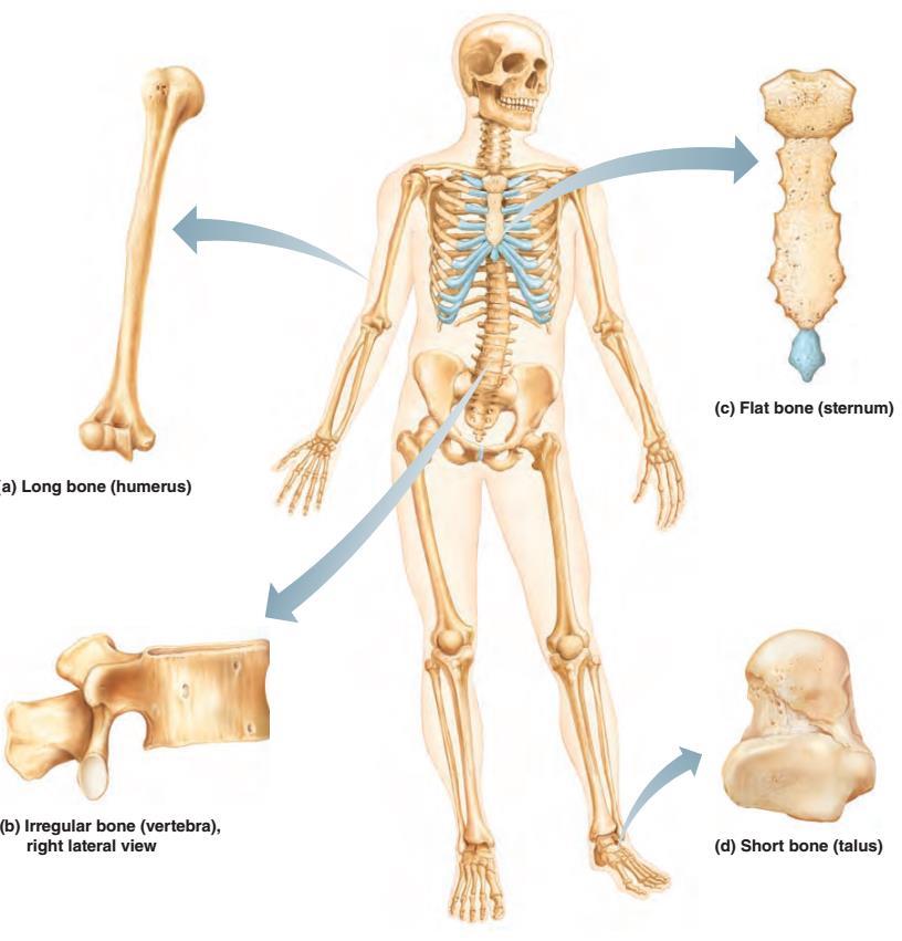 Typy kości płaskie