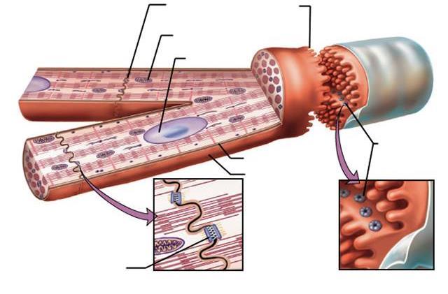 wstawka mitochondrium jądro komórkowe