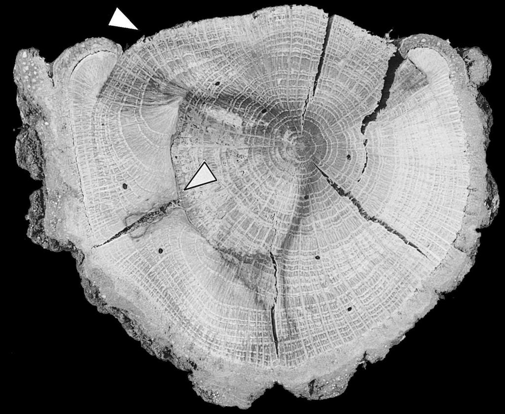 DENDROCHRONOLOGIA rozdzielczość 1 rok rana uderzeniowa Przekrój pnia dębu przedstawiający dwie blizny