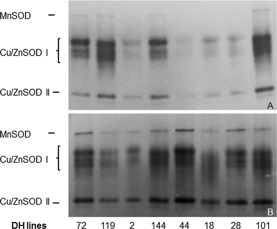 ). Control means anthers isolated from freshly cut tillers. Presented data are the means of four biological replications.