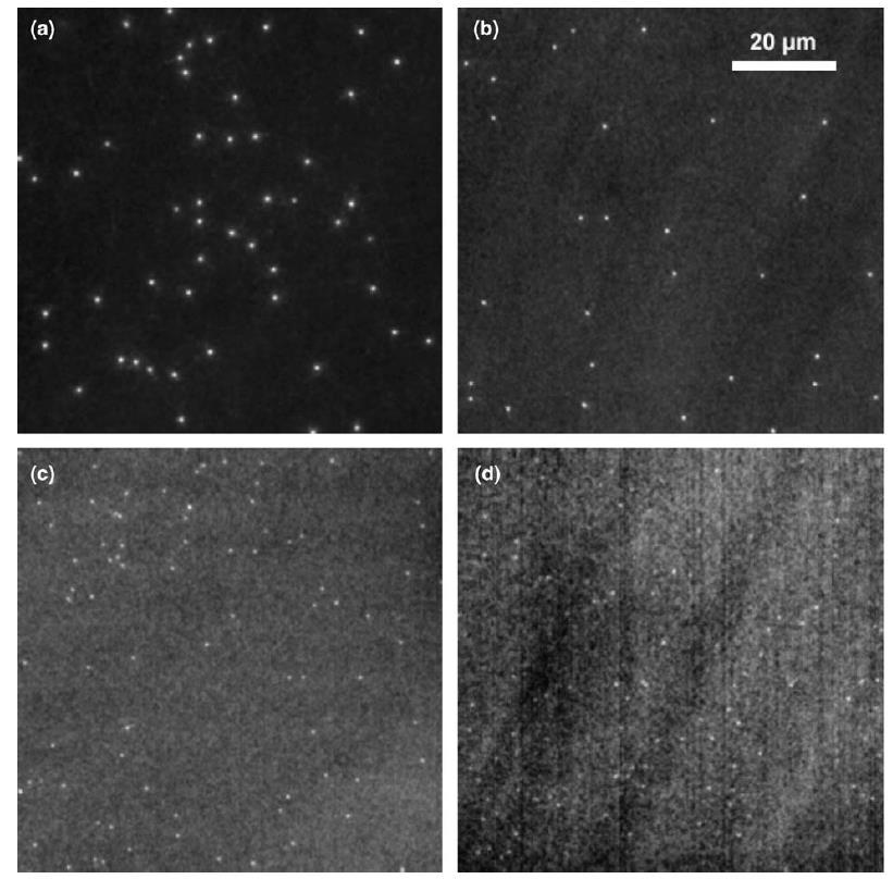 Przykłady obrazów fluorescencyjnych Al 2 O 3 :C,Mg 313 MeV/n 84 Kr