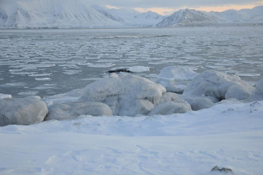 zachodniego wybrzeża Spitsbergenu od Sorkappu po Hornsund (ryc. 4 dół) ciągnął się wąski (od kilku do maksymalnie 25 km) obszar z lodem o zwartości zazwyczaj 1/10.