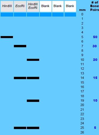 Ćwiczenie 4 Zastosowanie enzymów restrykcyjnych zadania 1. Przyjmujemy, że ludzki genom ma 3 miliardy par zasad, a 60% par zasad w ludzkim DNA stanowi A T.