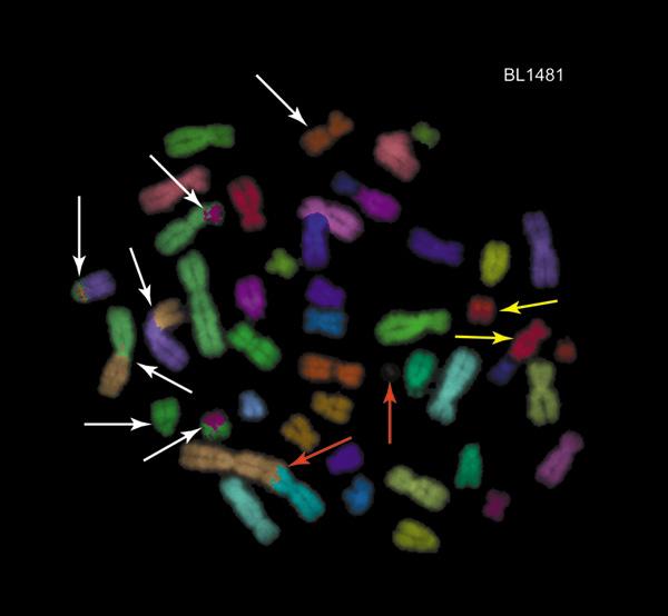 Każdy chromosom znakowano swoistą dla niego sondą fluorescencyjną dającą określoną barwę.