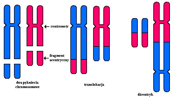 Promieniowanie jonizujące powoduje pęknięcie ramienia chromosomu w wyniku czego materiał genetyczny może ulec przemieszczeniu do