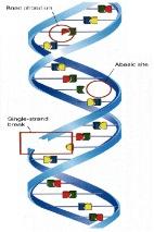 KOMÓRKA PRAWIDŁOWA SKUTECZNA NAPRAWA USZKODZONEGO DNA - BRAK ZMIAN W MATERIALE GENETYCZNYM APOPTOZA NIESKUTECZNA NAPRAWA USZKODZONEGO DNA CYKL KOMORKOWY PRAWIDŁOWY USZKODZONE DNA KOMÓRKA ZMUTOWANA