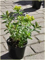 rodziny Euphorbiaceae nazywany jest również: wilczomlecz pstry lub ostromlecz.