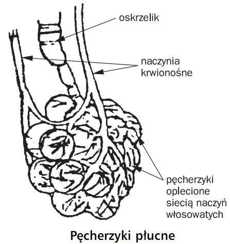 i oskrzelików zakończonych pęcherzykami płucnymi.