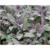 Dane aktualne na dzień: 23-05-2019 13:40 Link do produktu: http://www.goldplants.eu/ziola-szalwia-purpurascens-salvia-officinalis-purpurascens-z26-h-p-1445.