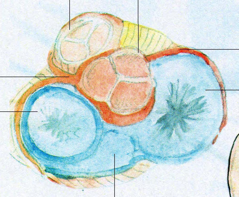 Zastawka pnia płucnego Zastawka aortalna 1. Valvula semi lunaris anterior 2. Valvula semi lunaris left 3. Valvula semi lunaris right 2. Valvula semi lunaris left 4. Valvula semi lunaris 3.