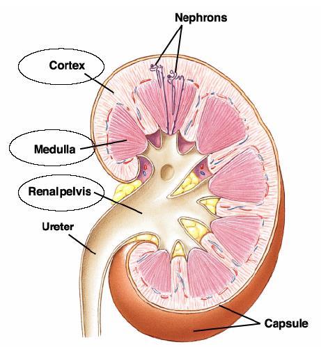 Nerka (ren) Trzy podstawowe obszary wewnątrz nerki: Kora nerki stanowiąca warstwę zewnętrzną nerki (słupy nerkowe), Rdzeń nerki stanowiący warstwę wewnętrzną nerki (10-15 piramid rdzeniowych),