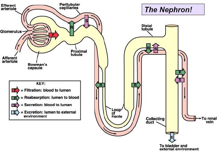Nefron Jest jednostką morfologicznoczynnościową nerki. W jednej nerce znajduje się około 1-1,5 miliona nefronów.