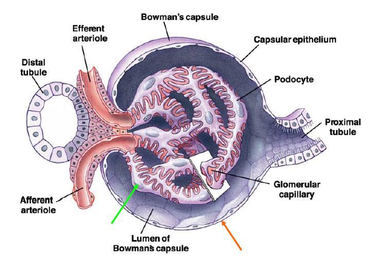 Aparat przykłębuszkowy (complexus inxtaglomerularis) plamka gęsta