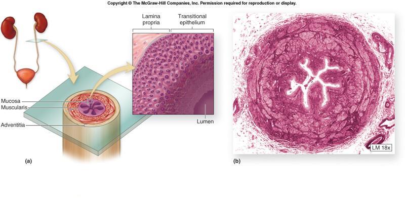 dość gruba ściana i niewielkie światło (gwiaździste) Ściana moczowodu składa się z trzech warstw: 1. błony śluzowej pokrytej nabłonkiem przejściowym 2.