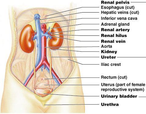 Układ moczowy przełyk Żyła watrobowa Dolna żyła główna Gruczoły nadnerczy Tętnica nerkowa Wnęka nerkowa Żyła nerkowa