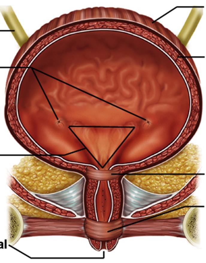 Cewka moczowa żeńska (urethra) -długość około 2-4 cm, -przypomina budową część sterczową cewki męskiej, -ujście zewnętrzne leży 2-3 mm poniżej łechtaczki, -na tylnej ścianie