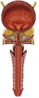 Cewka moczowa (urethra) wewnętrzny zwieracz