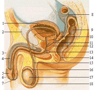 Narządy płciowe męskie (organa genitalia masculina) 1. Pęcherz moczowy, 2. Kość łonowa, 3. Prącie, 4. Ciało jamiste, 5. Żołądź, 6. Napletek, 7. Ujście cewki moczowej, 8.