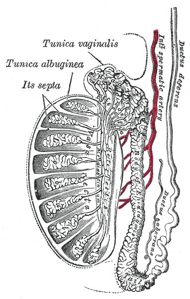 Narządy płciowe męskie Nasieniowód (ductus deferens) Parzysty przewód będący przedłużeniem przewodu najądrza, Uchodzi do części sterczowej cewki moczowej jako przewód wytryskowy, Długość 40-50cm,