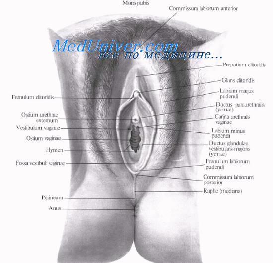 wzgórek łonowy spoidło przednie warg sromowych wędzidełko łechtaczki ujście zewnętrzne cewki