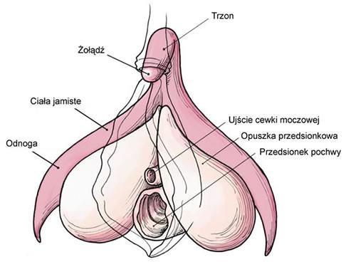 część zewnętrzna: średnio 16-20 mm (1/3 długości stanowi żołądź, reszta to trzon).