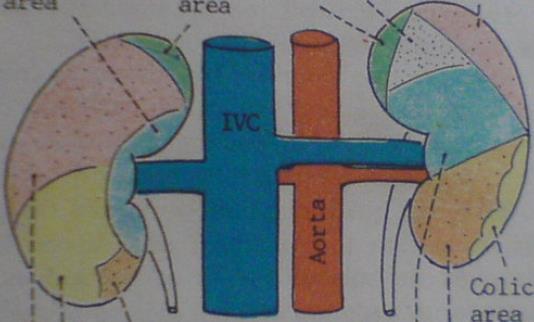 Nerka (ren) Powierzchnia przednia nerki prawej sąsiaduje z: nerki lewej sąsiaduje z: cz.
