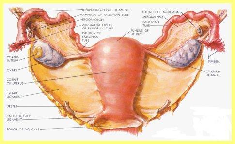 Narządy płciowe żeńskie Jajniki (ovarium) narząd parzysty, U dojrzałej kobiety ma kształt spłaszczonej elipsoidy o wielkości 3 2 1 cm.