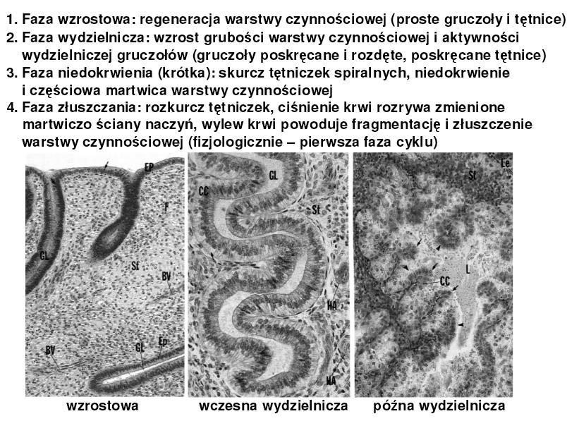 http://www.histologia.cmuj.krakow.