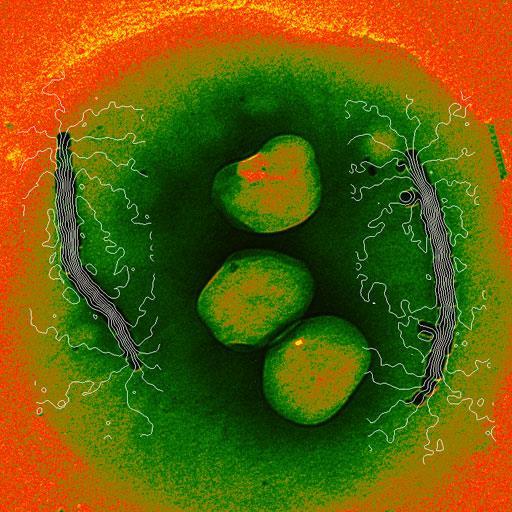 Crystalography Electrons Rafał Dunin-Borkowski The image shows the magnetic field lines in a single magnetosome chains in a bacterial cell.