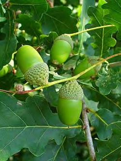 Dąb szypułkowy (Quercus robur L.) Drzewo o rozłożystej koronie zrzucające liście na zimę.