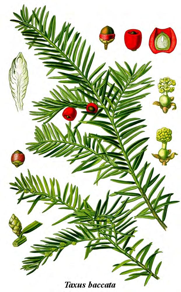 Cis pospolity (Taxus baccata L.) Cisy pospolite są to niewysokie drzewa lub krzewy zimozielone o koronie nieregularnie stożkowatej.