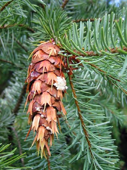 Jedlica zielona (Pseudotsuga menziesii) Drzewo bardzo szybko rosnące. Korona młodych drzew szerokostożkowata. Pień osiąga 80 110 m wysokości.