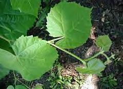 Duże liście (7-12 cm długości), wyraźnie większe niż u lipy drobnolistnej, sercowato jajowate, z obu stron zielone, u nasady nieco niesymetryczne.