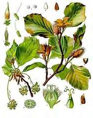 Buk pospolity (Fagus sylvatica L.) Buk pospolity to drzewo zrzucające na zimę swoje liście Jego korona jest cienka, gładka, szara. Pączki okryte są łuskami.