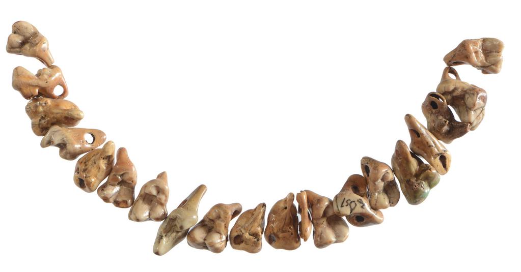 Naszyjnik z zębów psa, Osłonki, st. 1, woj. kujawsko pomorskie, ok. 6 tys. lat temu, Muzeum Archeologiczne i Etnograficzne w Łodzi. Fot.