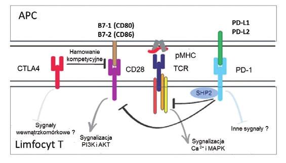 Diagn Lab. 2019; 55(1): 61-66 gen (APC). Interakcja tych białek z CD28 na limfocytach T prowadzi do generacji drugiego sygnału niezbędnego do ich aktywacji (ryc. 2). James P.