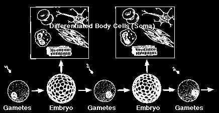 Linia płciowa i soma U człowieka embrion płci żeńskiej oddziela komórki