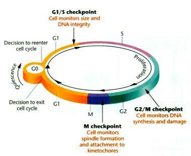 Zaburzenia kontroli cyklu komórkowego Komórki spoczynkowe faza G0 Komórki dzielące się cykl z 3 punktami kontrolnymi Większość odróżnicowanych komórek wchodzi w G0 Komórki