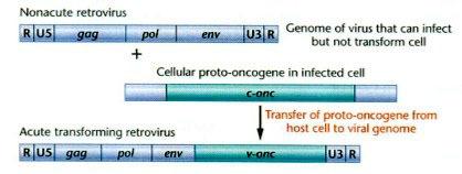 Retrowirusy onkogenne Onkogen w genomie wirusa - pochodzi od protoonkogenu gospodarza Niekiedy wirus nie przenosi onkogenu, wystarcza działanie silnego promotora wirusowego na geny gospodarza