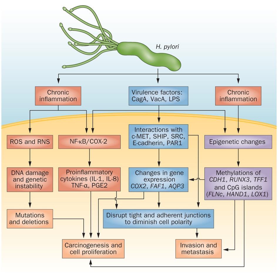 Bakteria kancerogenna - Helicobacter pylori Czynnik sprawczy wrzodów