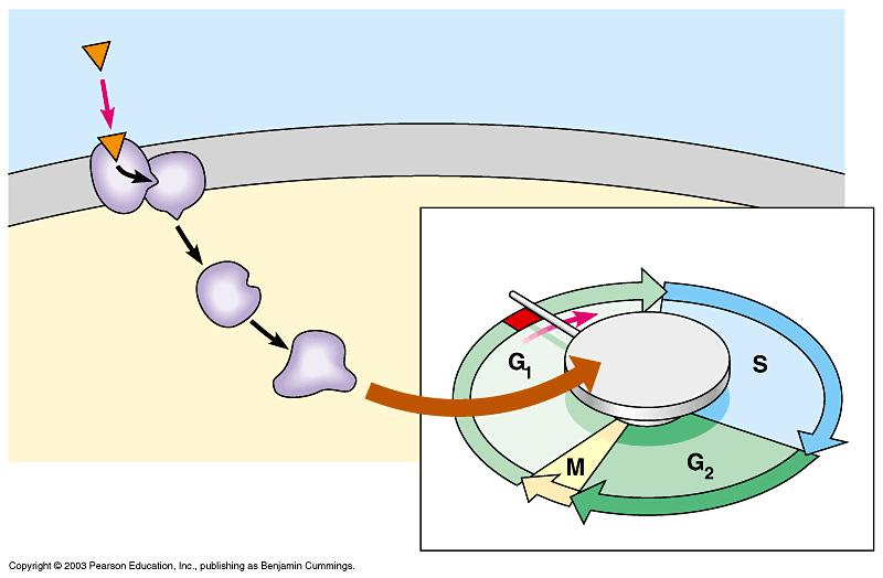 Protoonkogeny i onkogeny czynniki dodatniej kontroli podziałów onkogen allel zmutowany, protoonkogen - prawidłowy nowotworom sprzyjają mutacje Czynnik wrostowy Błona