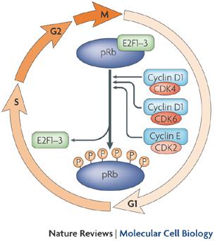 prb w regulacji cyklu Hamuje cykl komórkowy wiążąc czynniki transkrypcyjne