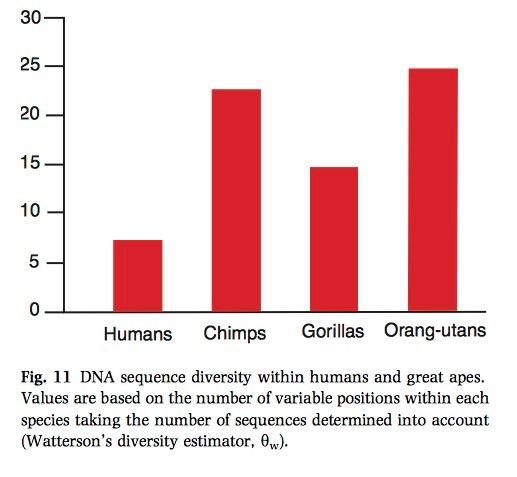 Różnorodność genetyczna ludzi jest stosunkowo niewielka Kassemann & Pääbo,
