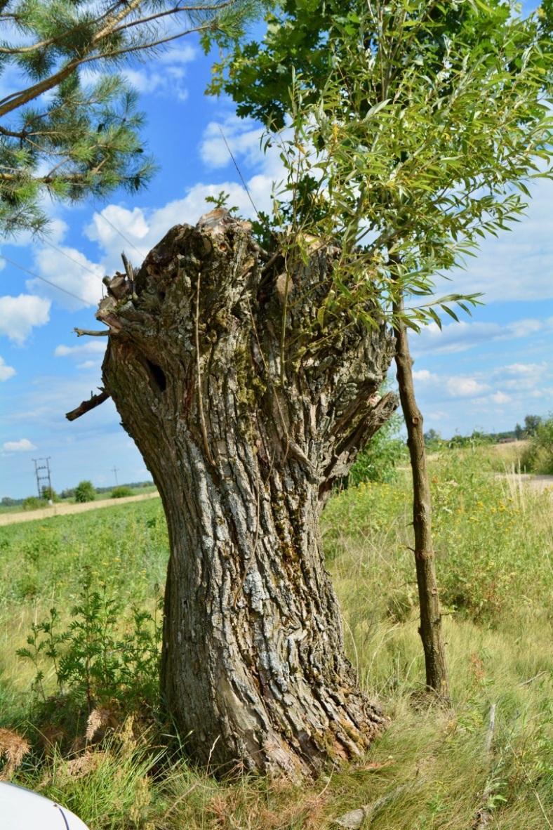 przez uszanowanie Której już nie wiem, gdzie leży mieszkanie, Dla darów Nieba... Równie niewinnej.