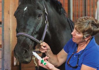 Szeroka stożkowa strzykawka do podawania doustnego (36 ml) Dwuczęściowy tłoczek Dozowanie leków przeciwko wrzodom u koni lub NSAID