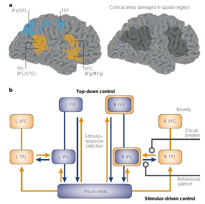 procesy uwagowe mimo selekcji istotne bodźce nadal mogą przejąć zasoby uwagi dorsal stream uwaga top-down (selektywna) (zlokalizowana bilateralnie): - IPs intraparietal sulcus - kora potyliczna, -