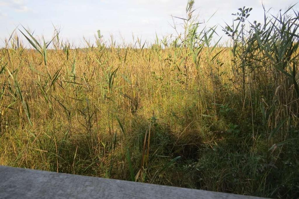 niskimi. Zasilane są przez wody opadowe, powierzchniowe i podziemne.